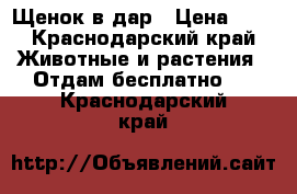 Щенок в дар › Цена ­ 1 - Краснодарский край Животные и растения » Отдам бесплатно   . Краснодарский край